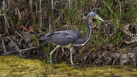 Black Point Wildlife Drive