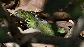  Leguan im Pennekamp SP