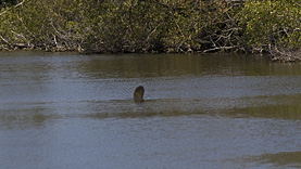 Sanibel Island Manatee