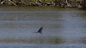 Sanibel Island