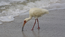 Sanibel Island