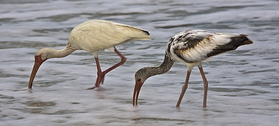 Sanibel Island