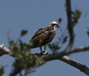 Ding Darling Wildlife Drive