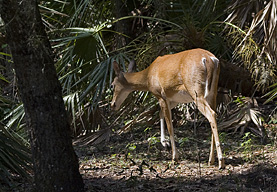 Myakka River SP