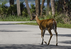 Myakka River SP