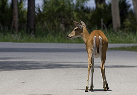 Myakka River SP