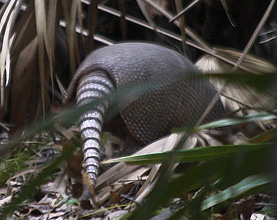 Myakka River SP