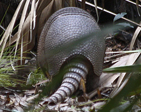 Myakka River SP