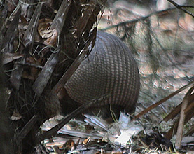 Myakka River SP