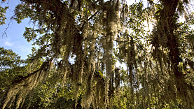 Myakka River SP