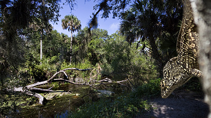 Myakka River SP