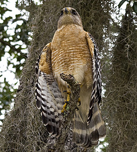 Rotschulterbussard