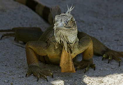 Leguan