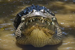 Alligator