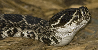 Rattlesnake