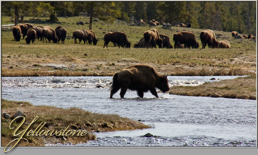 Yellowstone NP