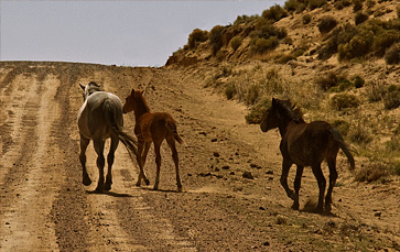 Bisti Wilderness