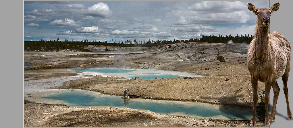 Norris Geysir Basin