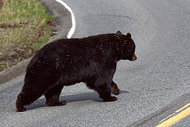 Mammoth Schwarzbär