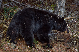 Mammoth Schwarzbär