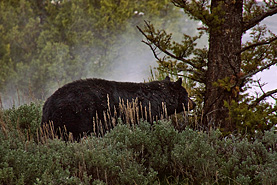 Mammoth Schwarzbär