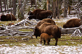 Yellowstone