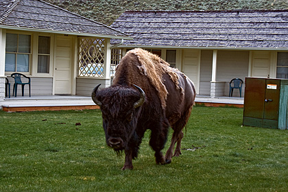 Mammoth Bison