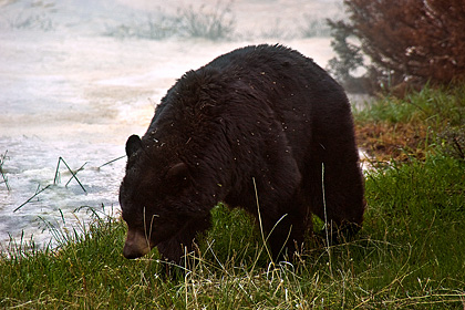 Mammoth Schwarzbär