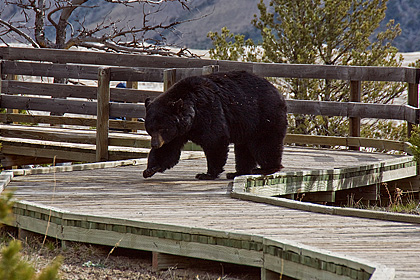 Mammoth Schwarzbär