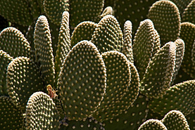 Desert Botanical Garden