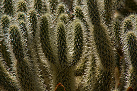 Desert Botanical Garden