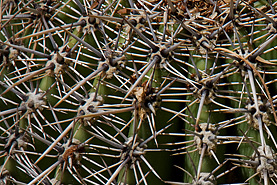 Desert Botanical Garden