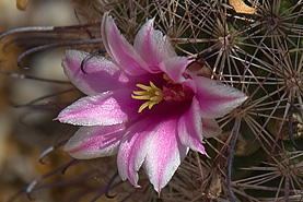 Desert Botanical Garden