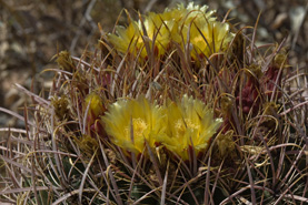 Desert Botanical Garden