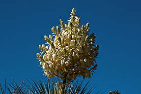 Desert Botanical Garden