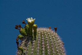 Desert Botanical Garden