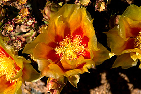 Desert Botanical Garden