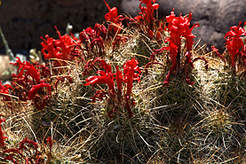 Desert Botanical Garden