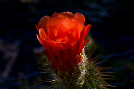 Desert Botanical Garden