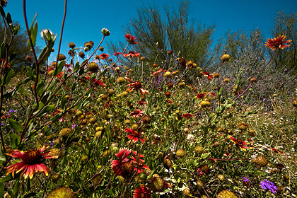 Desert Botanical Garden