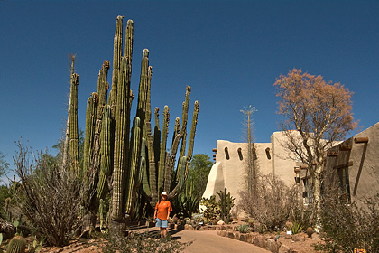 Desert Botanical Garden