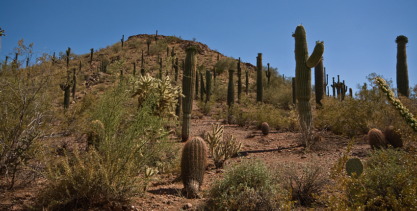 Desert Botanical Garden