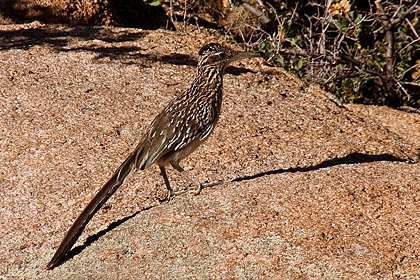 Roadrunner