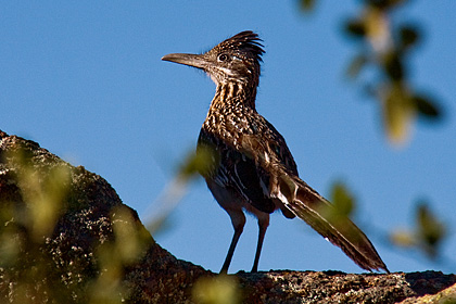 Roadrunner