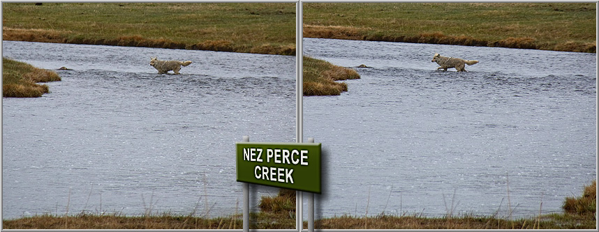 Yellowstone NP