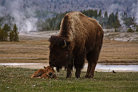 Bisonherde