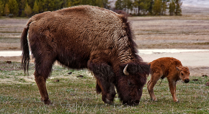 Bisonherde