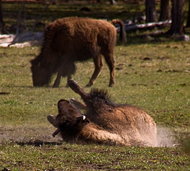 Yellowstone NP