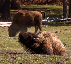 Yellowstone NP