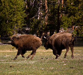 Yellowstone NP